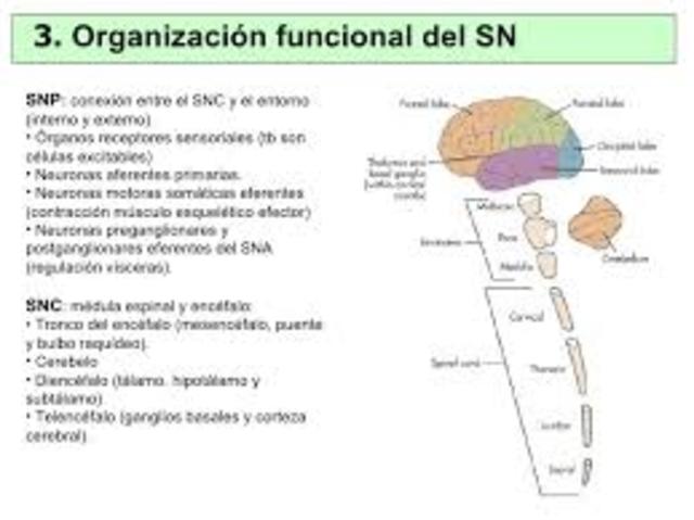 •	La aparición de al menos dos tipos de organización nerviosa