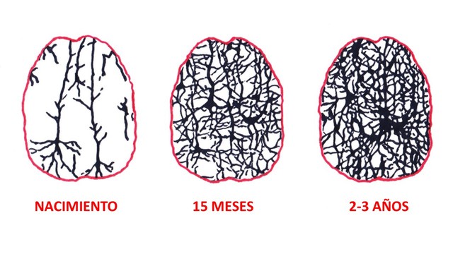 El surgimiento de las primeras neuronas