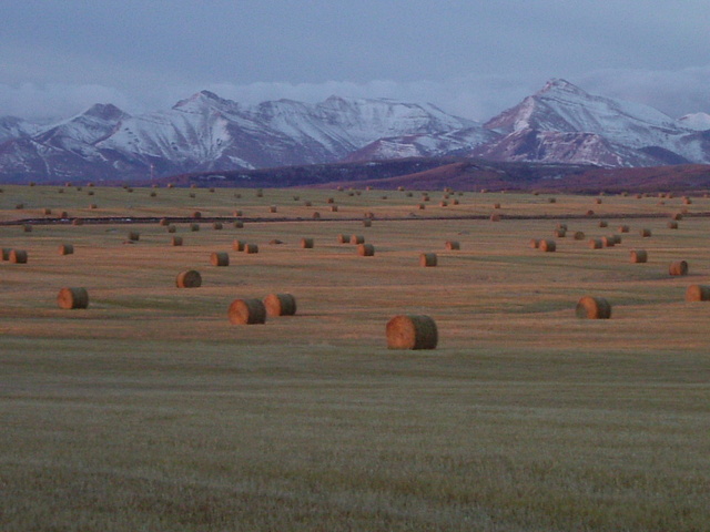 Immigration to the prairies