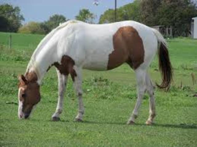 Learning to ride horses