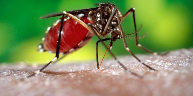 Dengue