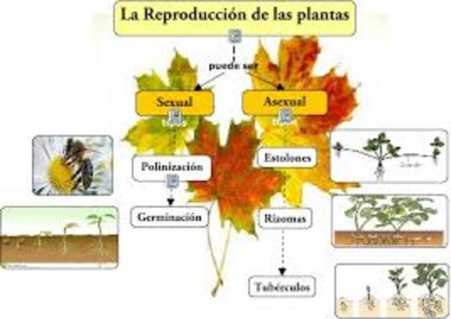 conocimiento del sexo en plantas