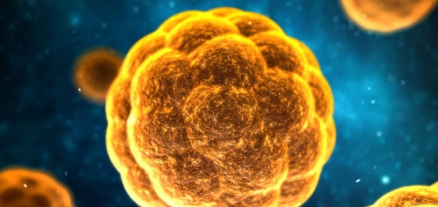 Se crea la vacuna contra la Hepatitis A.