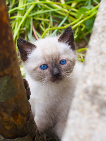 My favorite cat breed is a Siamese Cat