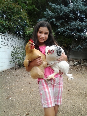 Raising Chickens