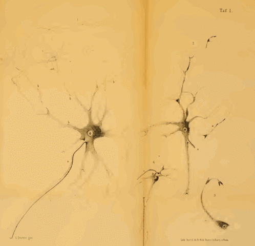 Otto Friedrich Deiters