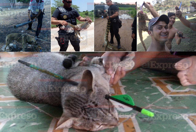 Ley de protección a los animales para el estado de Campeche