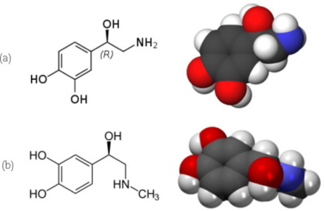 Ulf von Euler y Julius Axelrod