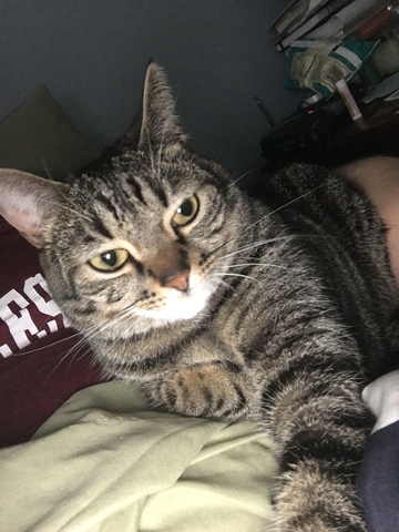 La Obteniendo de Cleo