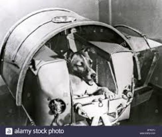 Primer animal en el espacio (sputnik 2)