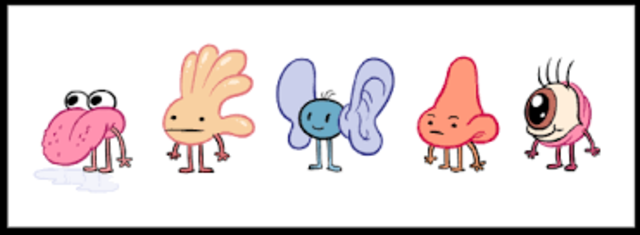 1669 - 1800 ESTIMULACIÓN SENSORIAL PARA LA EDUCACIÓN