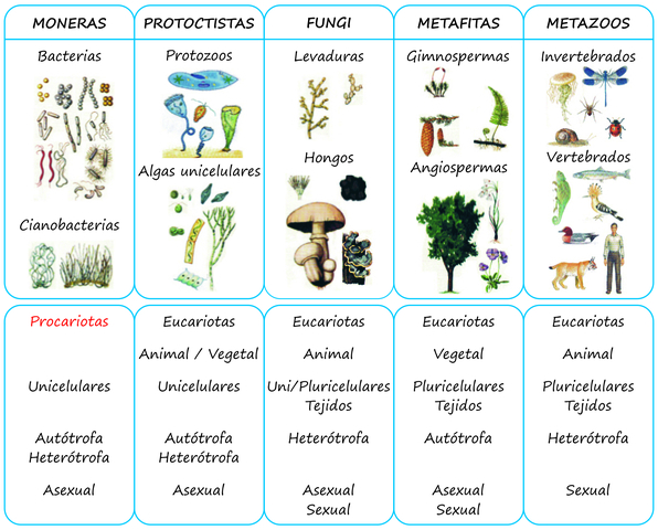 Robert Whittaker (1.959)