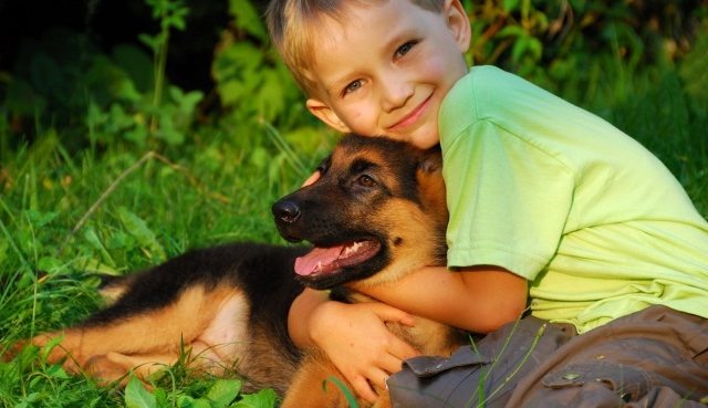 Reglamento para el Control y protección de animales Domésticos en el municipio de Campeche