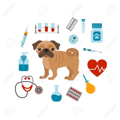 Creacion y Establecimiento de la palabra VETERINARIA