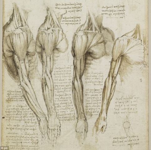 Estudios anatómicos de Leonardo Da Vinci