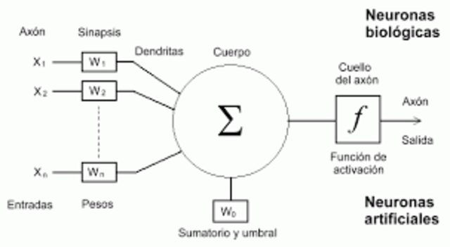 Neuronas artificiales
