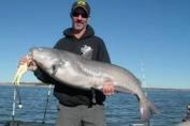 First catfish