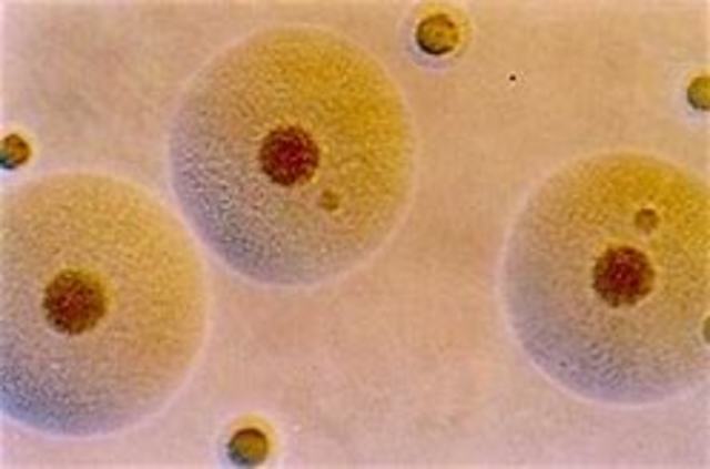 SE INTRODUCE  MATERIAL GENETICOPOR PRIMERA VEZ EN UNA BACTERIA