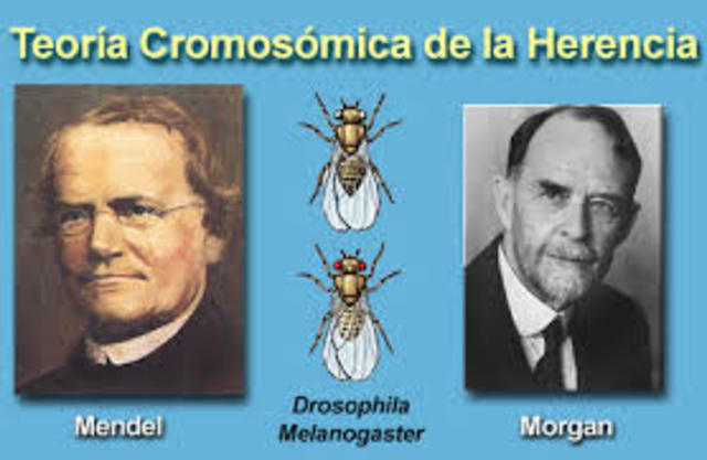 Teoria Cromosonica de la herencia