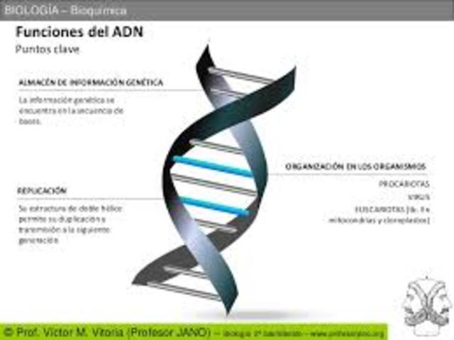 descubrimiento de la funcion de ADN