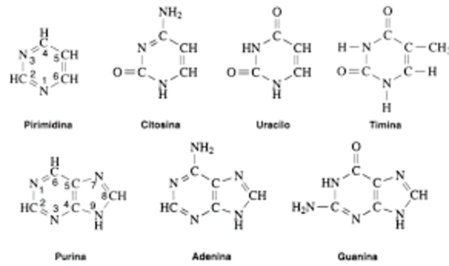 La Estructura Molecular de los Ácidos Nucléicos