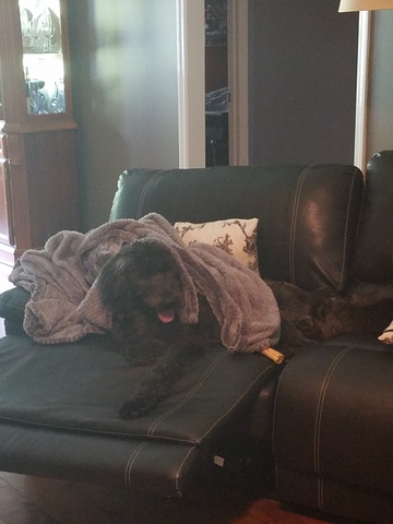 Mi padres compraron mi perro“Felix” para mi cumpleaños.