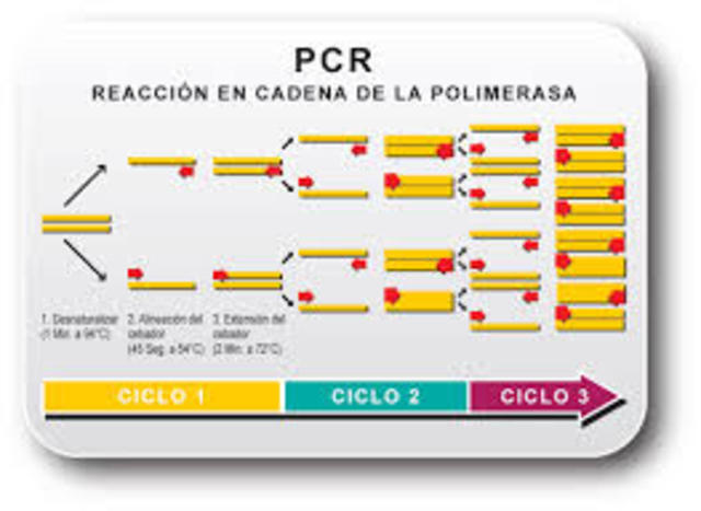 Tecnica de PCR