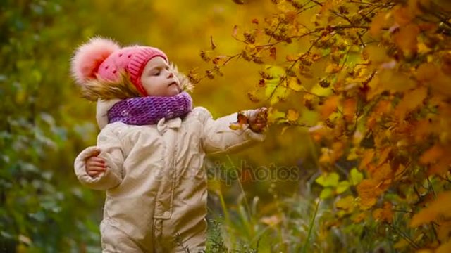 The leaves falling off the tree