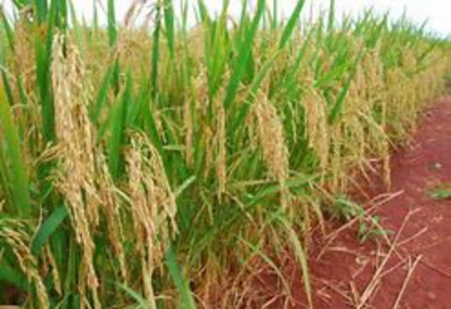 PRIMER MAPA COMPLETO