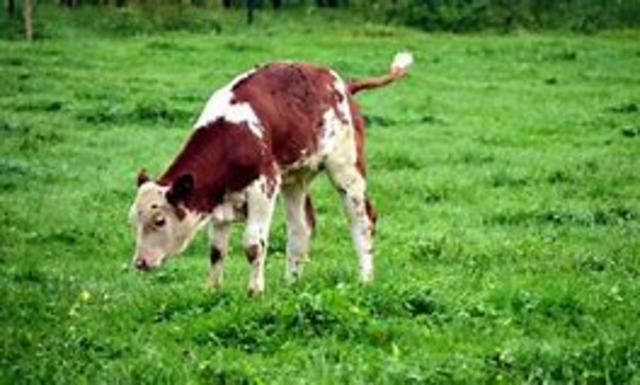 NACE LA PRIMERA TERNERA CLONADA