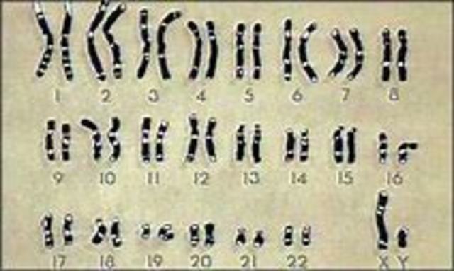 SE COMPLETA EL GENOMA HUMANO