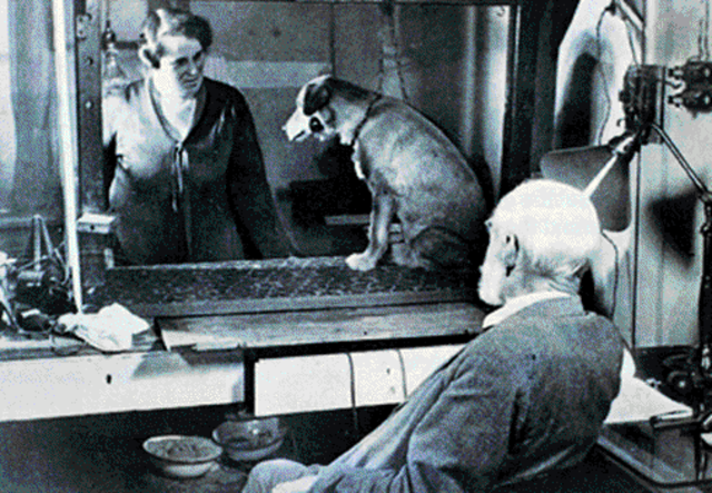 Reflejos condicionados