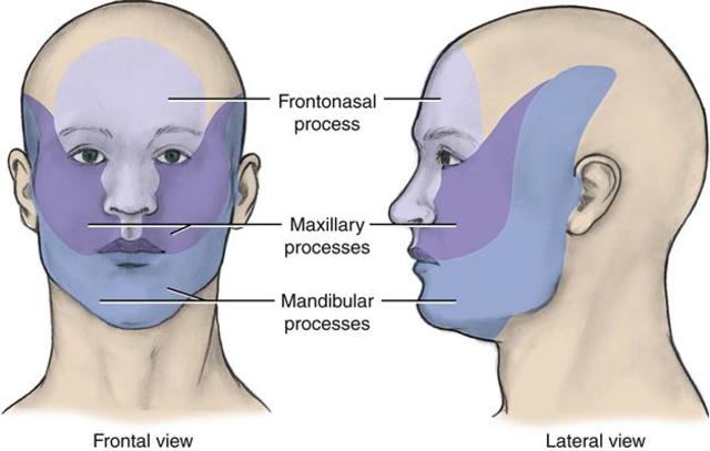 Facial development