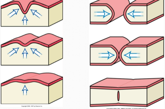 Facial fusion; Week four