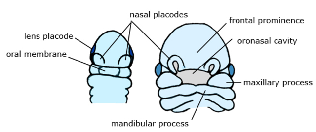 Paired median nasal processes externally and internally