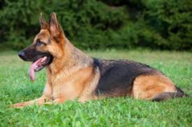 6.	He was a German shepherd in 1990