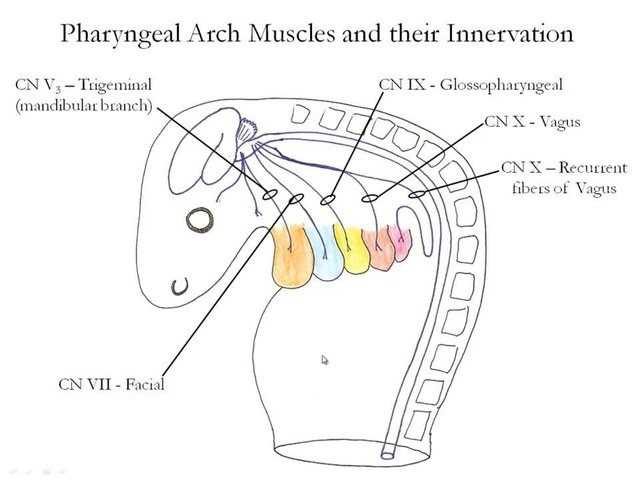 Brachial Apparatus and Arches