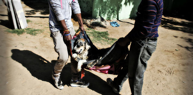 Hospitales para animales