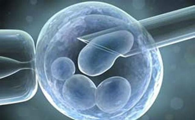 Se desarrollan los primeros embriones clonados