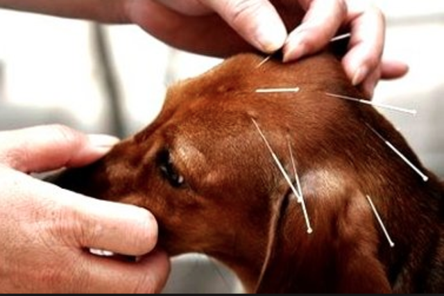China abandona la medicina veterinaria tradicional.