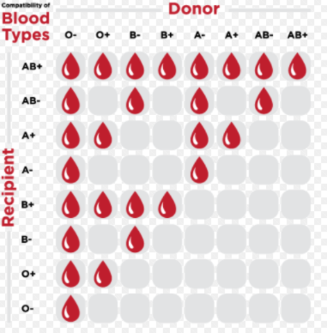 Blood Typing/ABO