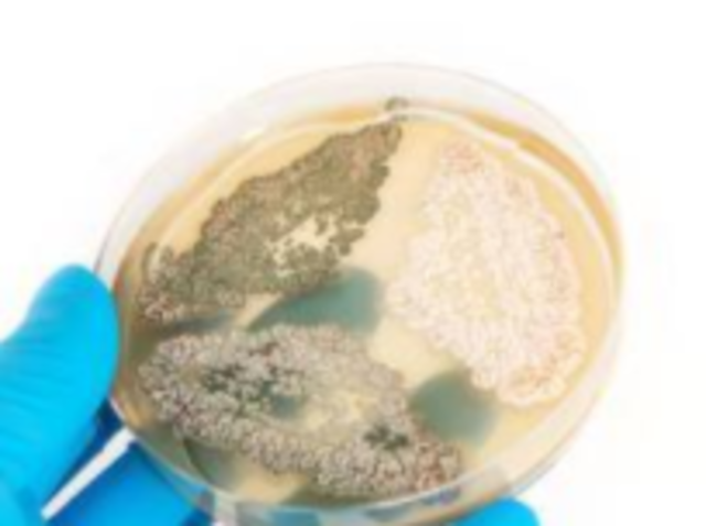 Antibiotics/Penicillin