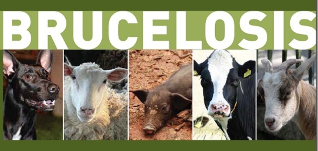 Brucelosis