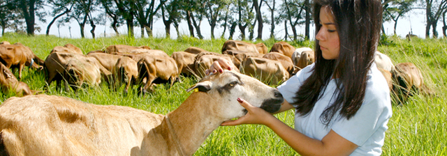 Nivel de estudiantes DACA
