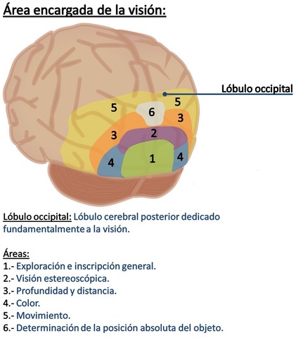 Luria, Jackson, Head y Von Monakow