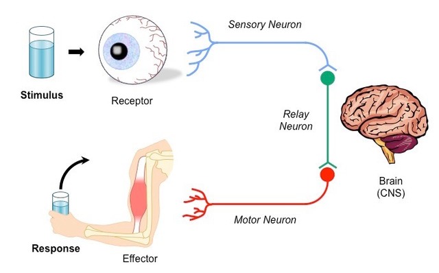 Pruebas sensoriales y motoras