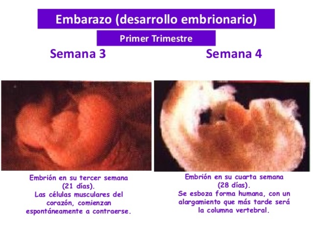 Semanas 3-4 (mide 6 milímetros)