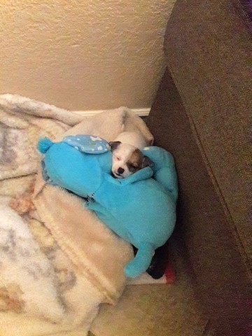 Third dog joins the family