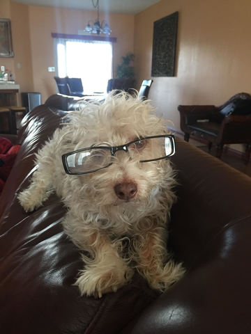 The Day I Got My Dog