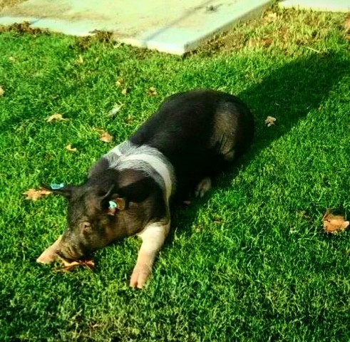 Raised a Swine for Fair